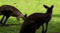 Kangaroo eating and jumping in the pasture Footage