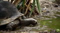 A little turtle swimming in a lake, Testudines Reptile Footage
