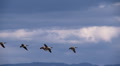 geese in flight Video