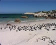 African Penguins at Boulders WS, Cape Town GFSD Footage