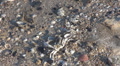 Beautiful sea shell and carp skeleton on the beach Footage