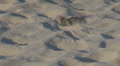 Sparrow refreshing and taking a bath in sand Footage