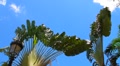 Puerto Rico-Madagascar Banana Palm Tree - Ravenala madagascariensis Footage