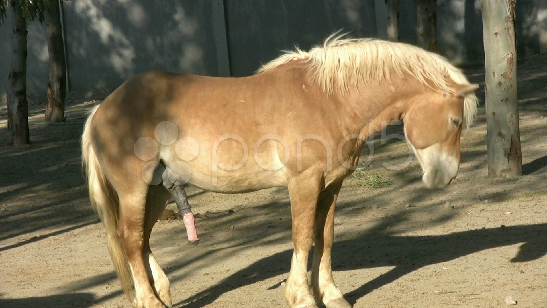 Член лошади - пони