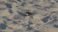 Sparrow refreshing and taking a bath in sand Footage