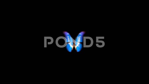 After Effects Project - Pond5 Butterfly Loop #7 Top View 7764795