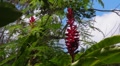Puerto Rico - Beautiful Tropical Flower Footage