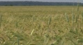 Beautiful field of wheat Footage