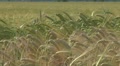 Beautiful field of wheat Footage