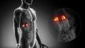 Detailed view - Male ADRENAL anatomy in x-ray Footage