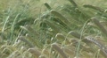 Beautiful field of wheat Footage