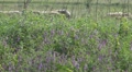 A big flock of sheep Footage
