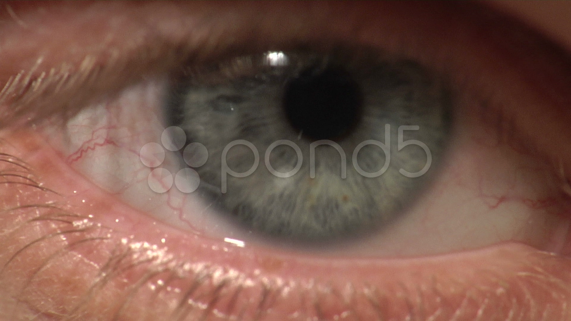 blue eye macro 25 crack download