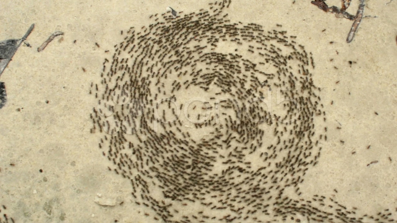 Stock Video Ants spiral of death Buy Now 8568159 Pond5