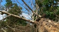 Fallen - Dying Dead Tree 1 - Hurricane Aftermath Footage