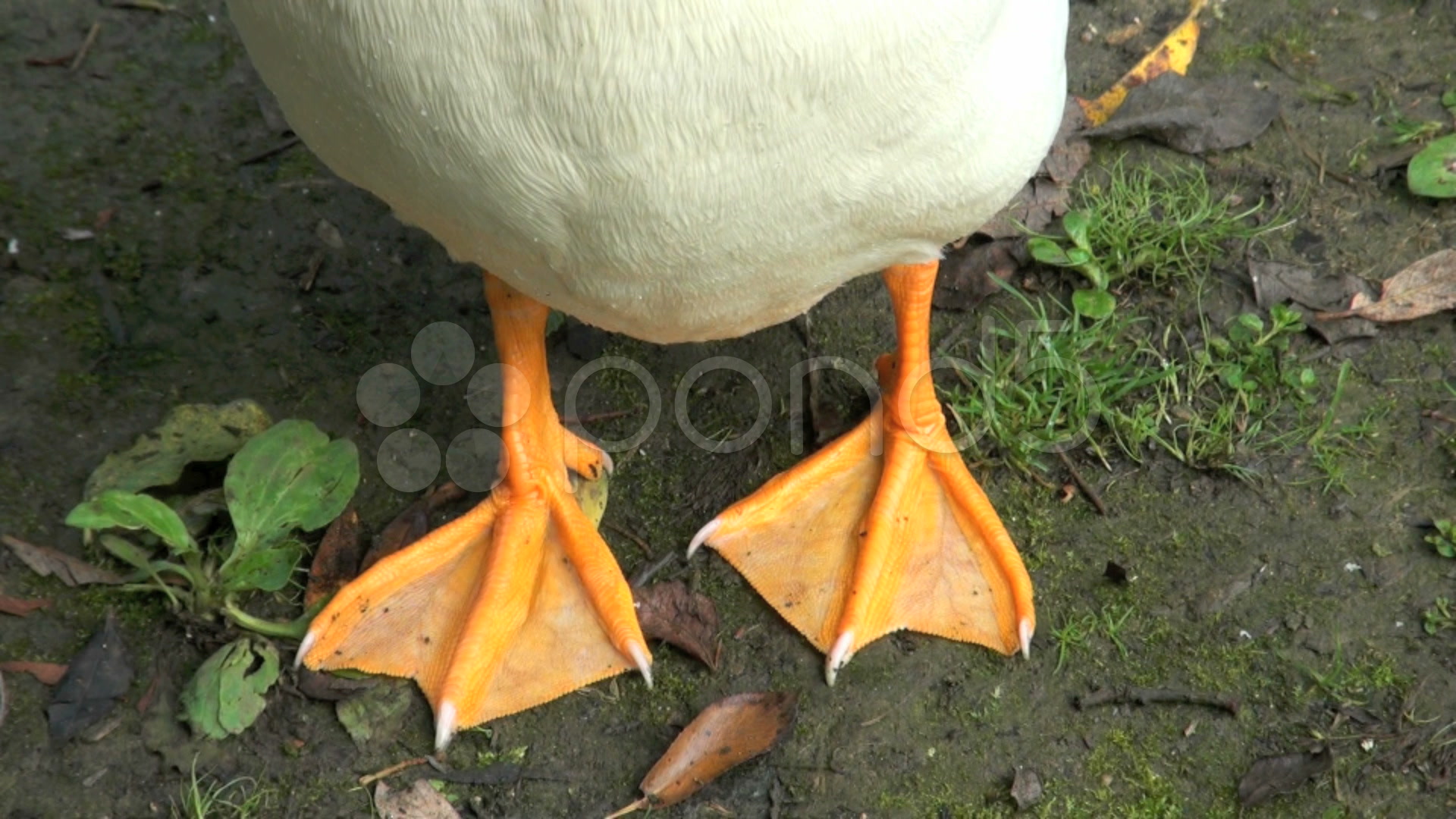 duck-feet-and-legs-hd-4k-stock-footage-8689573-pond5