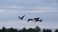 geese in flight Video