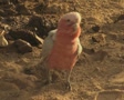 video clip 8849529