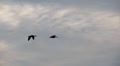 Geese in Flight Video