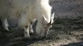 video clip 8960883