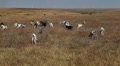 video clip 8961137