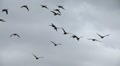 geese in flight Video