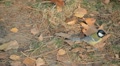 video clip 9607727