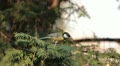 video clip 9608477