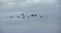 geese in flight Video