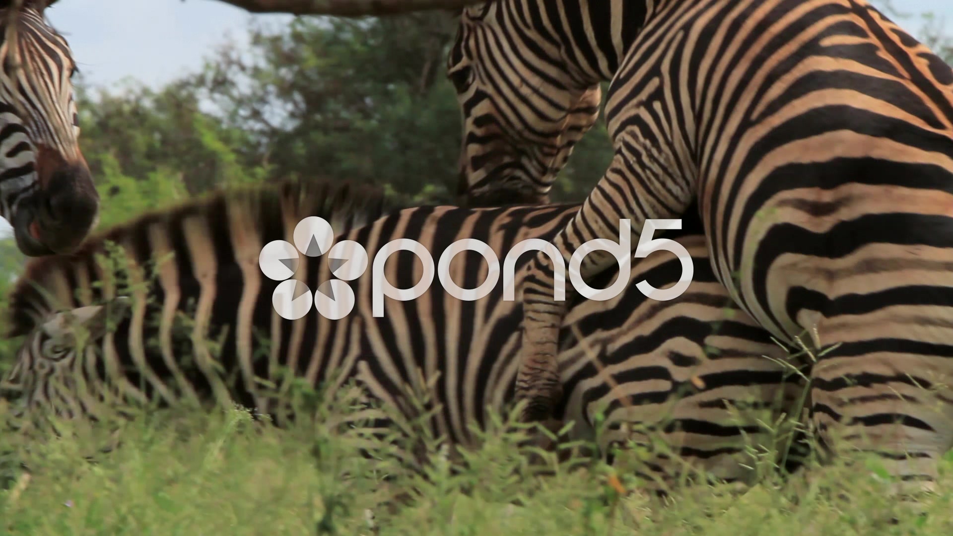 Rare Shot Of Zebras Mating In The Wild Gfhd Stock Video 10775489 HD