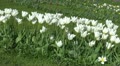 Beautiful white tulips Footage