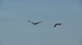 geese in flight Video