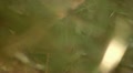 video clip 10912843