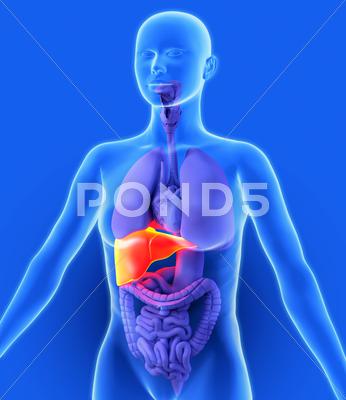 Stock Illustration of liver, artwork