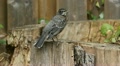 Young American Robin. Footage