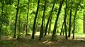 video clip 11320129