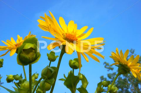 Stock photo of Beautiful Yellow Wild Flowers