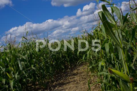 Stock photo of A Beautiful Corn Crop Field