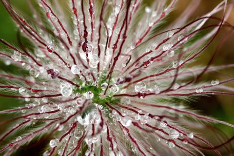 Stock photo of abstract macro flower head