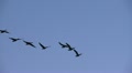 Geese in Flight Video