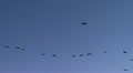 Geese in Flight Video