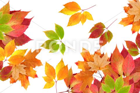 Stock photo of syksyn lehdet