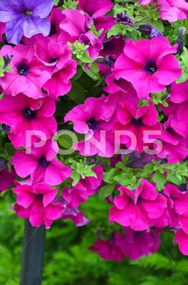 Stock photo of beautiful pink petunias