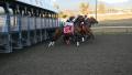 Start of Horse Race. Footage