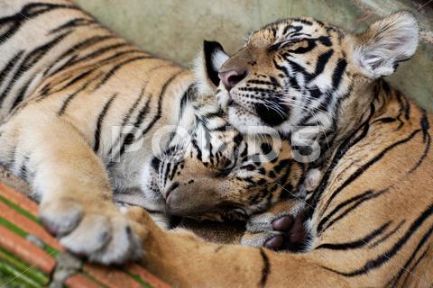 Stock photo of Two little tigers hugging while sleeping