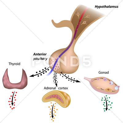 Stock Illustration of The hypothalamic pituitary axes
