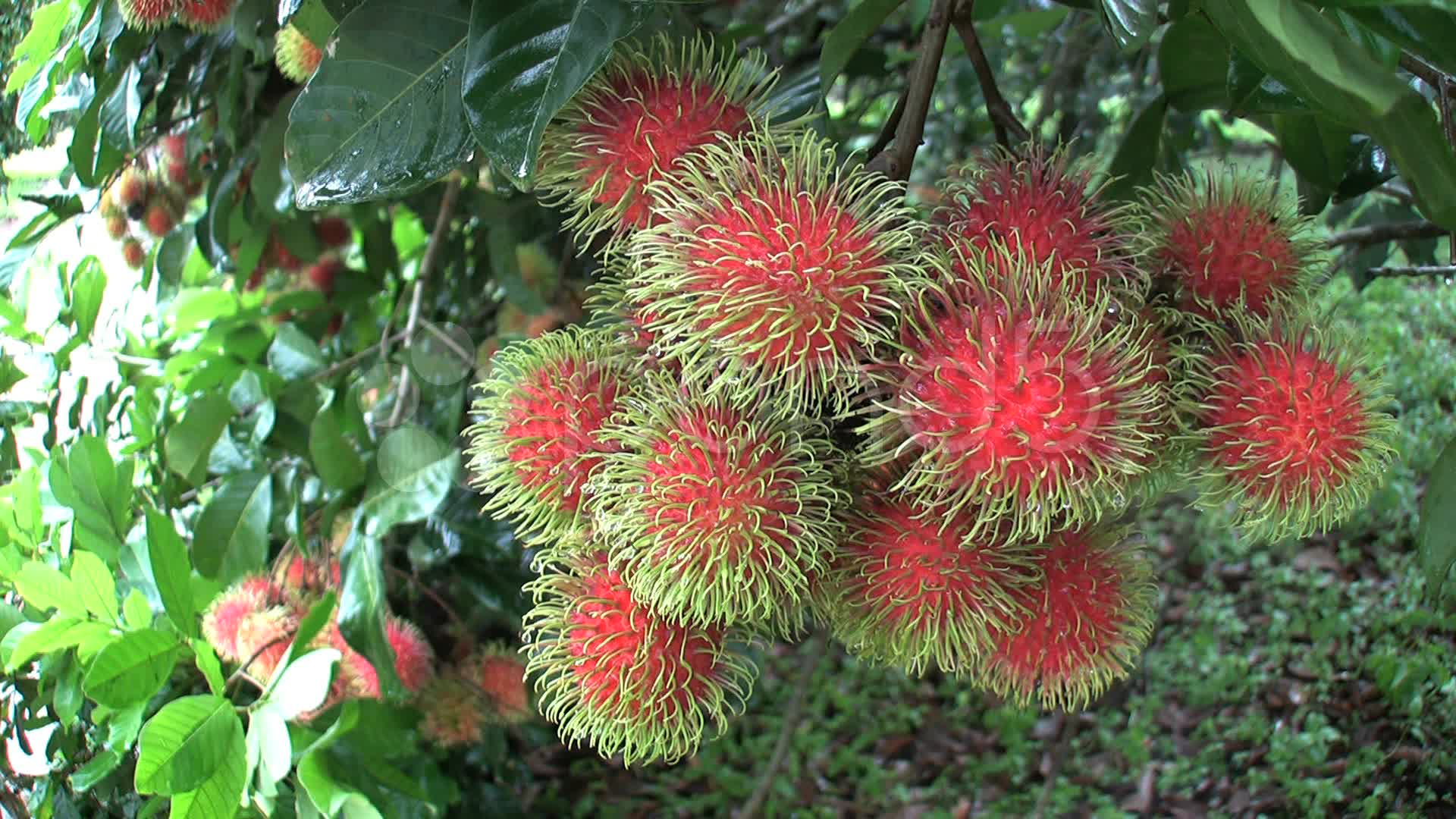 Ripe Rambutan Fruit In Thai Orchard ~ Stock Video #12431295