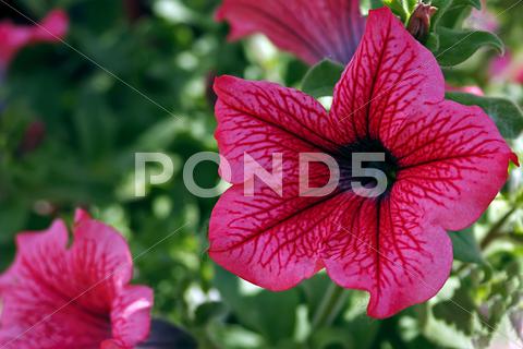 Stock photo of pink geraniums