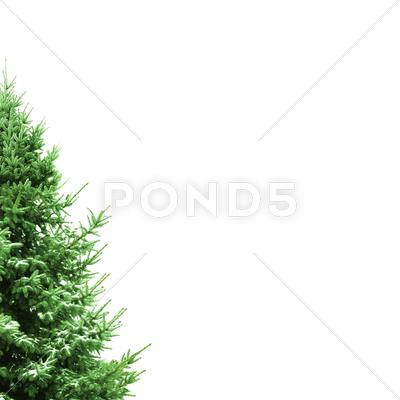 Stock photo of christmas card with fir