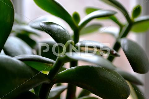 Stock photo of Aloe Plant
